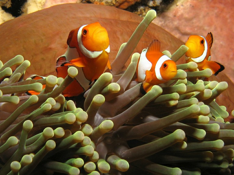 Protection sought for clownfish that inspired Finding Nemo