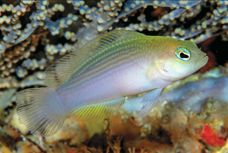 Pseudochromis stellatus: a new Indo dottyback