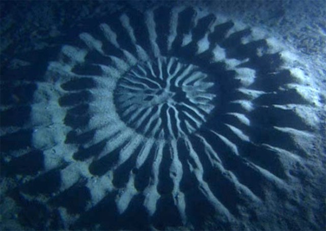Pufferfish uses sand as its medium for incredible undersea art