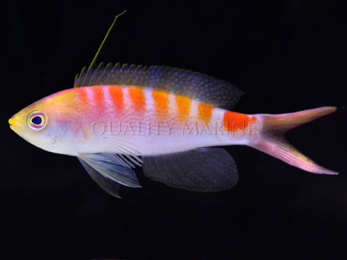 Quality Marine issues press release about newly discovered New Caledonia anthias