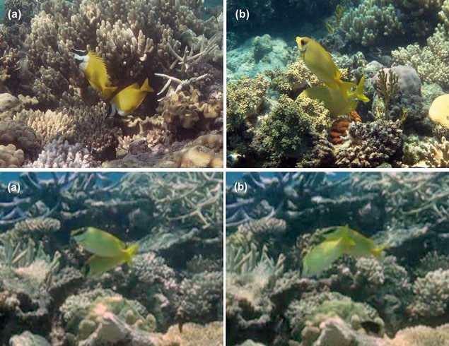 Very cool!  Rabbitfish may be the first fish observed exhibiting "watchdog" behavior