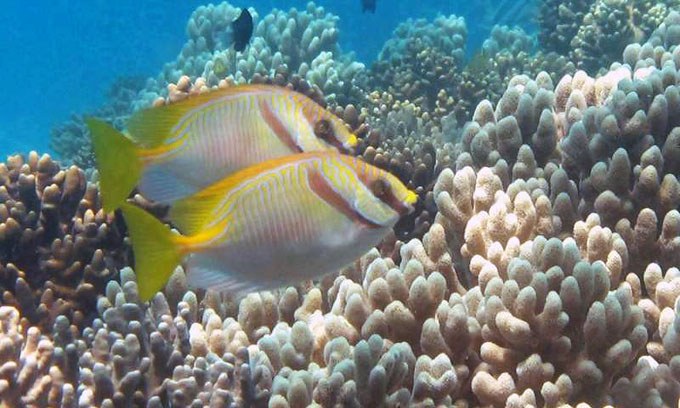 Rabbitfish that pair off don't necessarily do it for sex