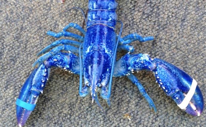 Rare blue lobster caught near Nova Scotia