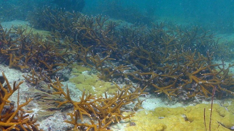 Rare staghorn coral forests found off South Florida coast
