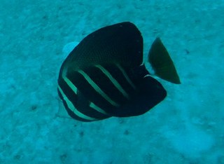 Recent sighting of Sailfin Tang in Florida serves as yet another reminder