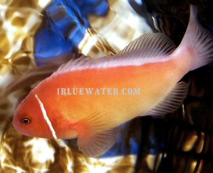 The Red-Faced Sunburst Skunk Clownfish
