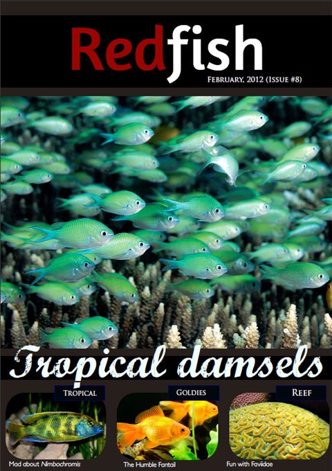 Redfish Feb 2012 out now
