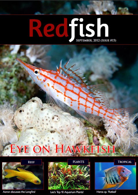 Redfish Issue #15 ready for your viewing