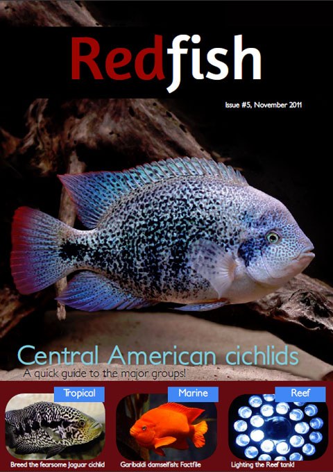 Redfish Nov 2011 issue now online