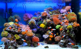 Reef Aquascaping Inspiration