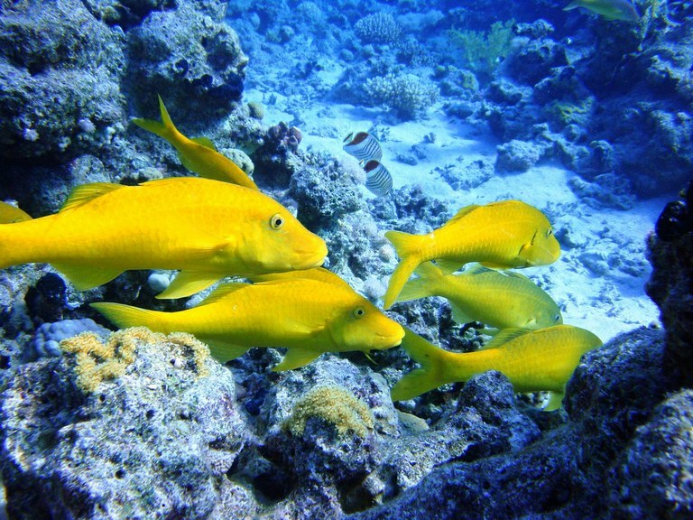 Reef fish are ... pack hunters?