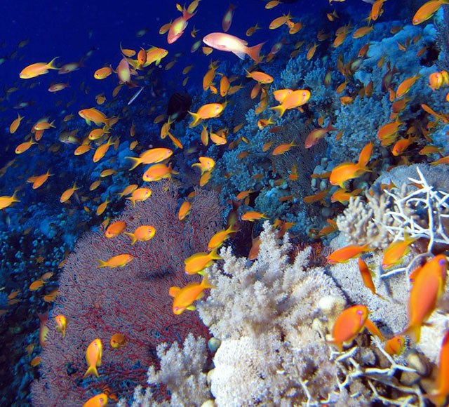 Reef fish are key to balanced nutrient levels for corals