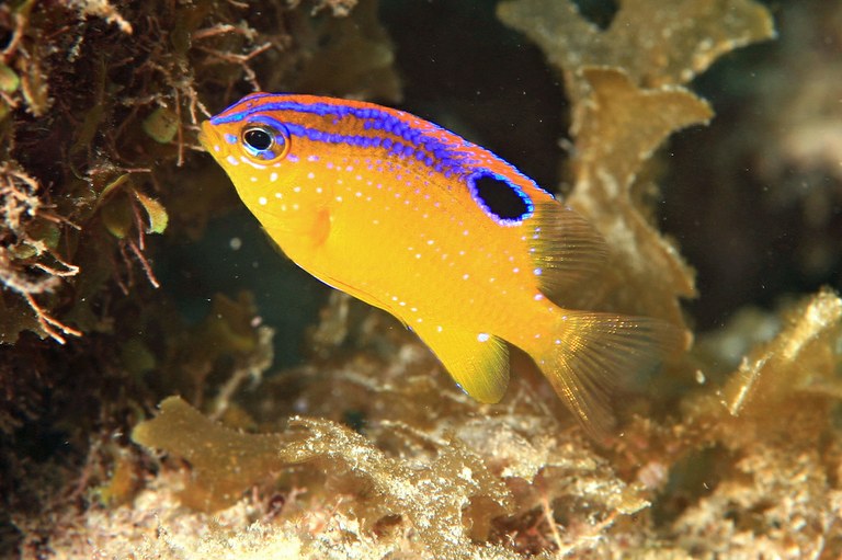 Reef fish are products of their environment