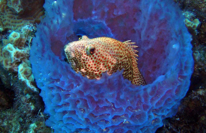 Reef fish find it’s too hot to swim