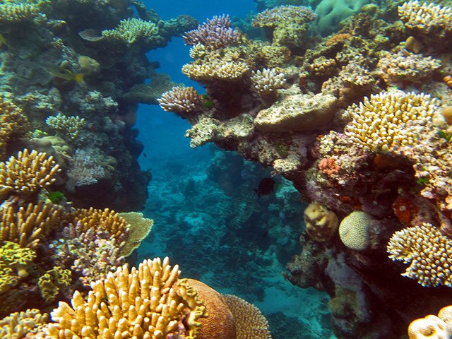 Remote reefs can be tougher than they look