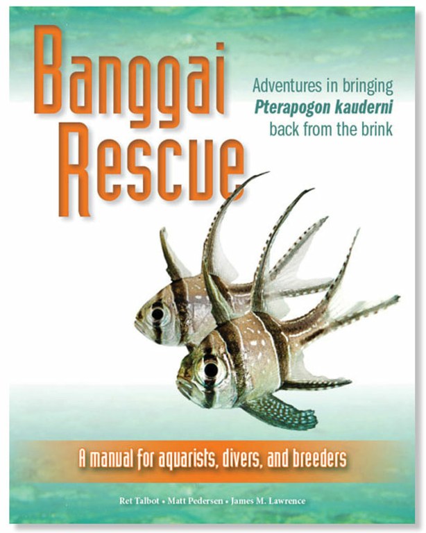 Rescue project comes to the aid of the endangered Banggai Cardinalfish