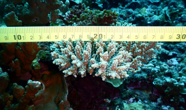 Researchers develop new coral bleaching database