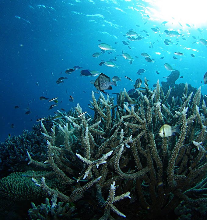 Rethinking the state of coral reefs