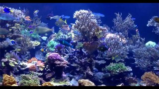 Revisiting Long Island Aquarium's 20,000 reef [videos]