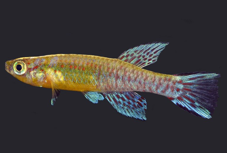 Ringing in the new year with the first new fish species of 2018
