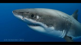 RIPFIN: Another stunning great white shark video from Joe Romeiro 