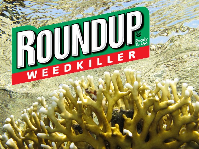 Roundup weed killer runoff may threaten coral reef communities