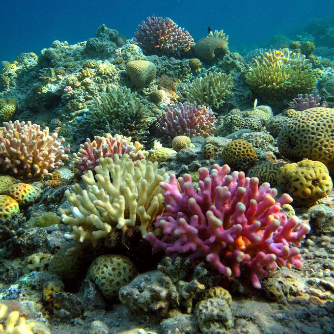 Rutgers Findings May Predict the Future of Coral Reefs in a Changing World