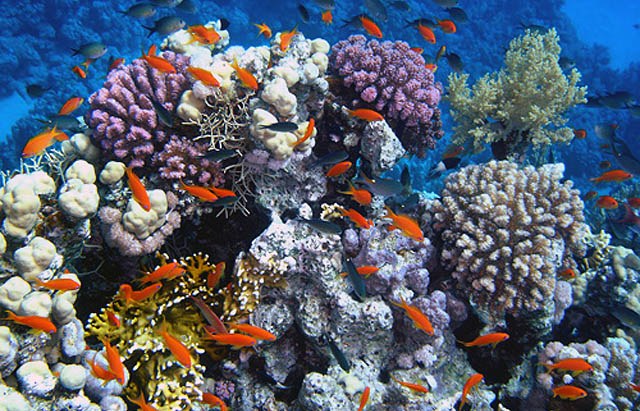 Saving coral reefs via genetic screening?