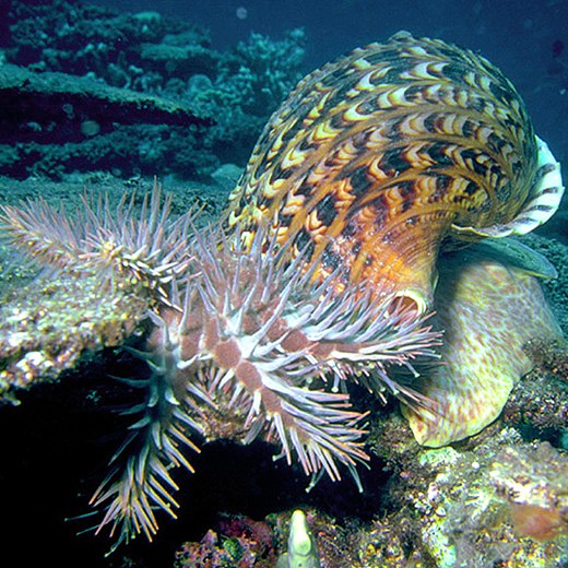 Scary smell may help save corals
