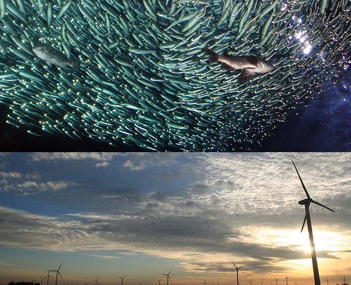 Schooling Fish Offer New Ideas for Wind Farming