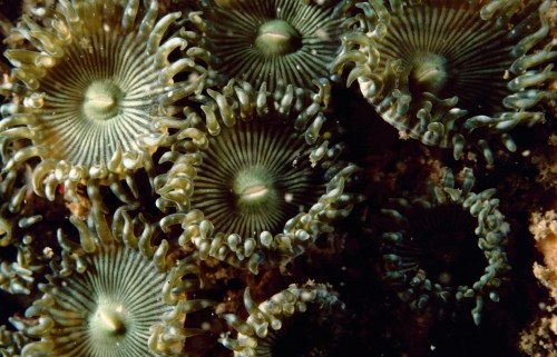 Science has barely scratched the surface for zoanthid species