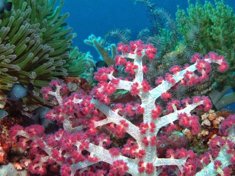 Scientific research for challenging reef invertebrates needs your help