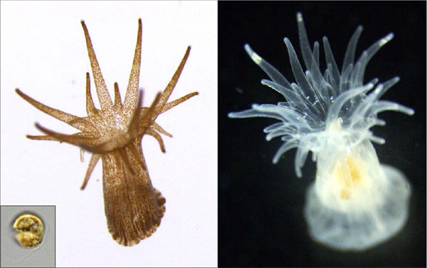 A mutant zooxanthallae can refuse coral symbiosis