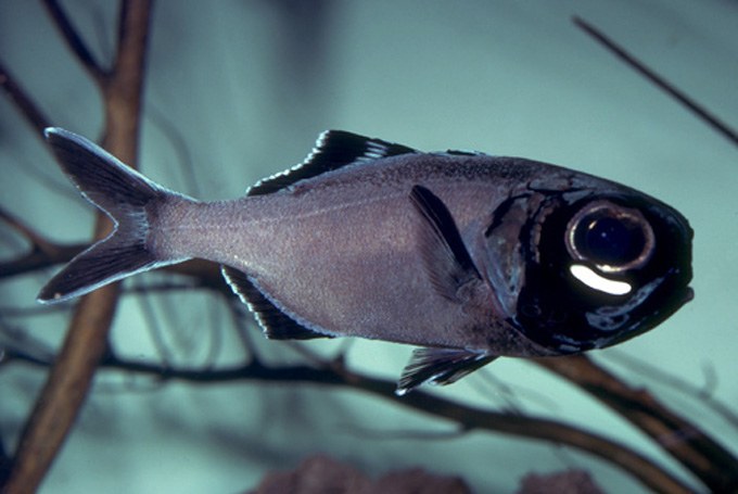 Scientists reveal secrets of flashlight fish