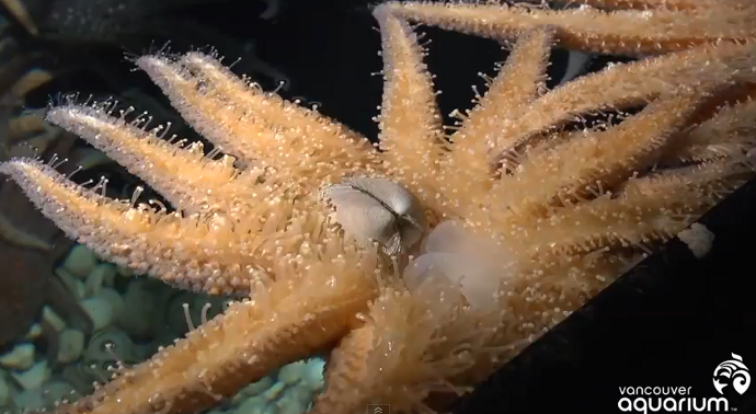 Scientists uncover secrets of starfish’s unique feeding mechanism 