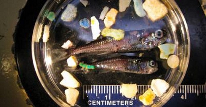 Scripps study finds plastic in 9 percent of 'garbage patch' fishes