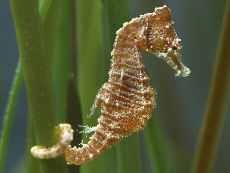 Seahorses are stealthy and ninja-like fast 