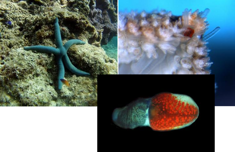 Seeing starfish: The missing link in eye evolution?