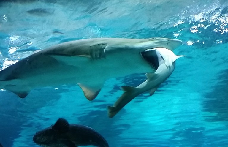 Shark eats shark