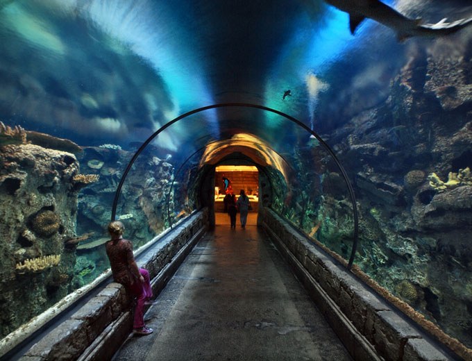 Sin City's Shark Reef Aquarium retains accreditation