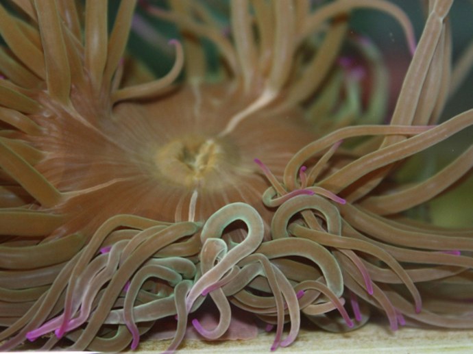"Snakelocks anemone" bred for first time in captivity