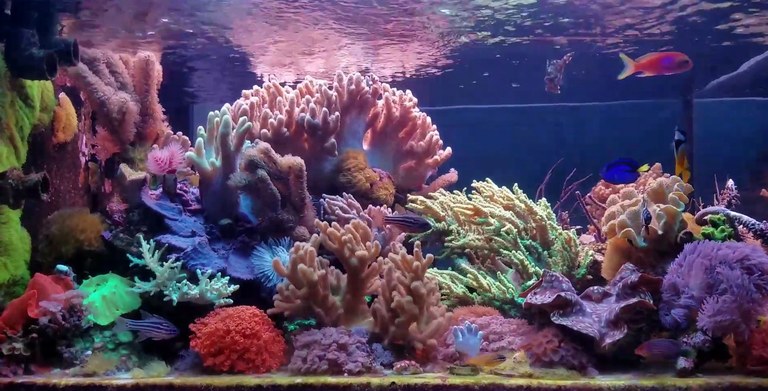 Soft corals are underappreciated