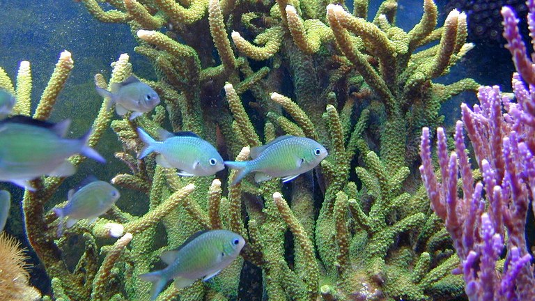 Some fish may be able to overcome increased ocean temperatures