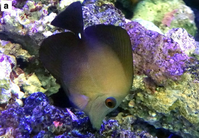 Some Zebrasoma tangs have serrated scalpels