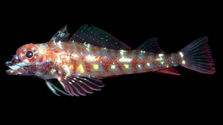 Sparkly!  A new species of triplefin blenny