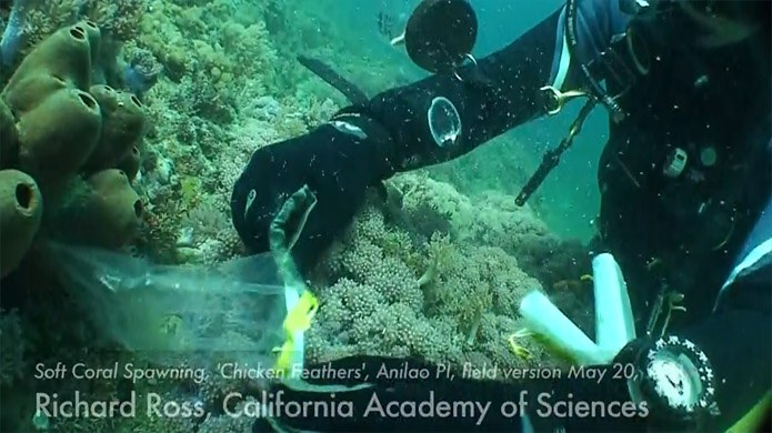 Spectacular video by Richard Ross of Philippine soft coral spawning event