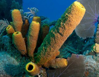 Sponges are a competitive threat to corals