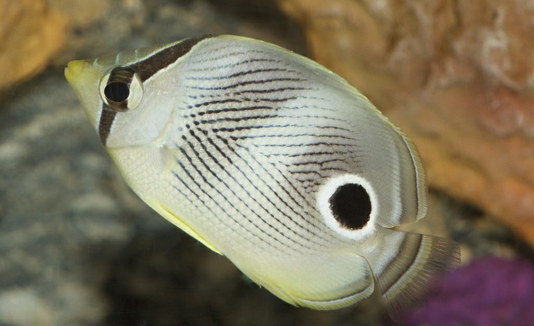 Spot and stripe patterns on butterflyfish: Are they really useful?
