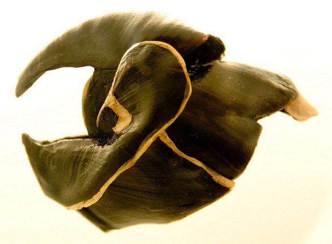 Squid beaks provide inspiration for medical devices