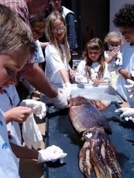 Squids 4 Kids - Get a Squid for Dissection in your Classroom
